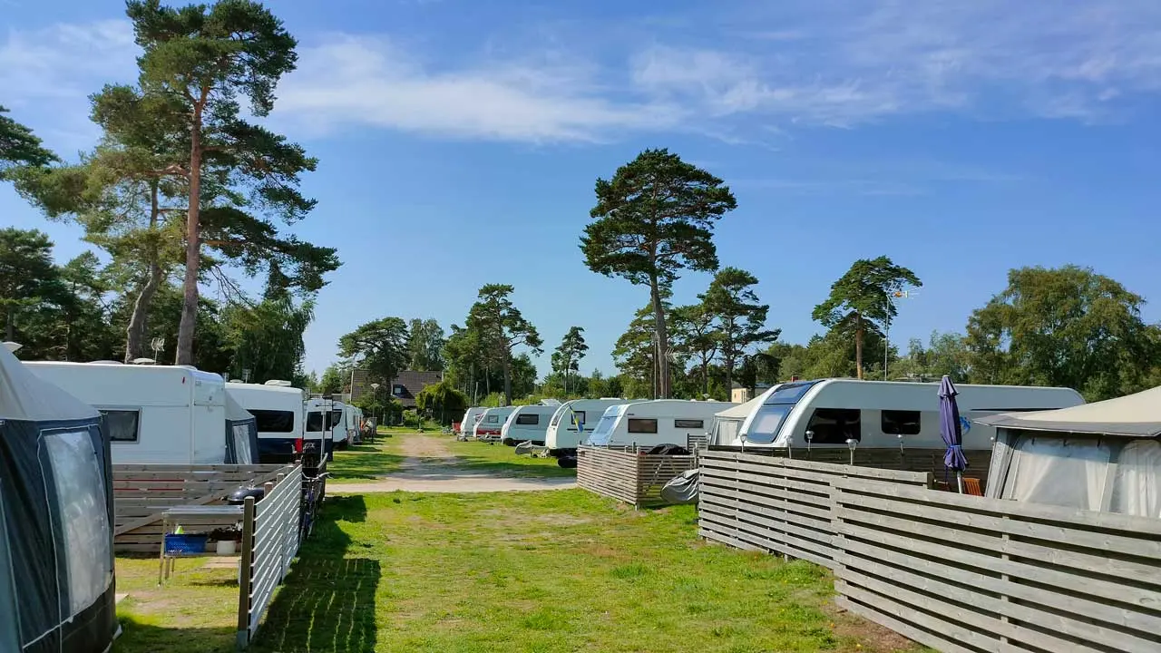 Husvagnar på rad bland tallarna på campingen