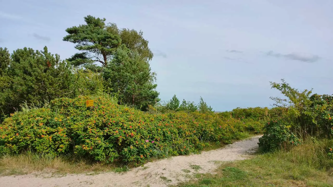 Gångväg mellan stranden och campingen